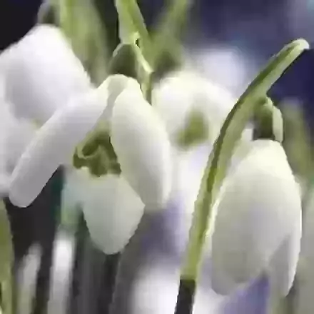Nivalis